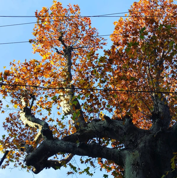 Осенние Вибрации Растения Листья Оранжево Желтого Цвета Стоковое Изображение