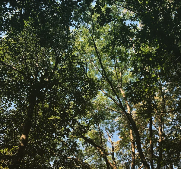 Зеленый Лес Дерево Растения Дерево Лицензионные Стоковые Изображения