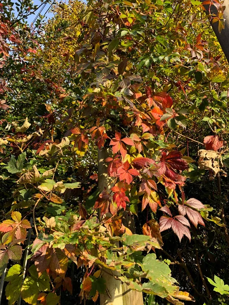 Осенние Вибрации Растения Листья Оранжево Желтого Цвета Стоковое Изображение