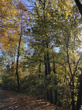 Yaprakları ve ağaçları olan büyülü sonbahar ormanı