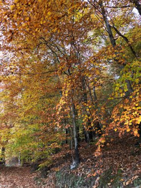 Yaprakları ve ağaçları olan büyülü sonbahar ormanı