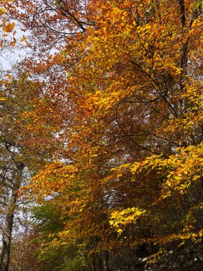 Yaprakları ve ağaçları olan büyülü sonbahar ormanı