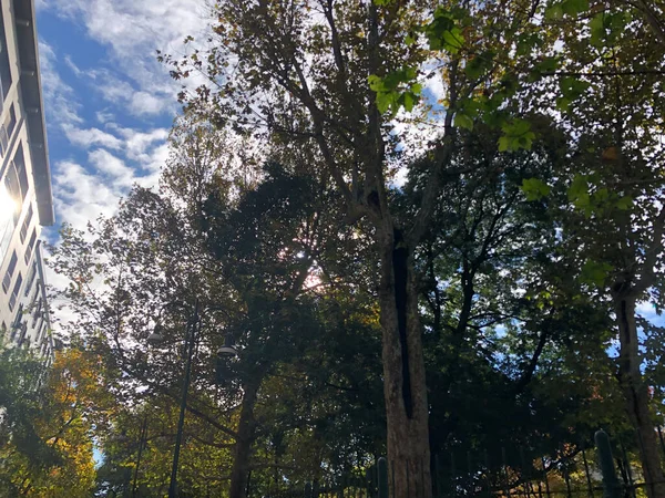 Parc Automnal Avec Arbres Feuilles — Photo