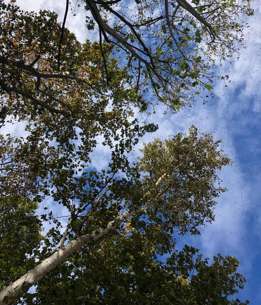 Podzimní Park Stromy Listy — Stock fotografie