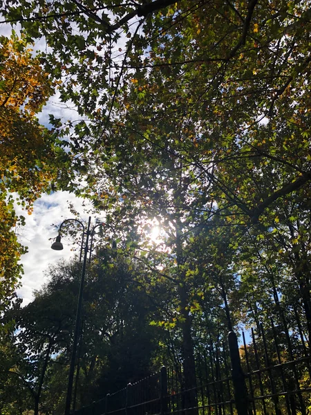 Podzimní Park Stromy Listy — Stock fotografie
