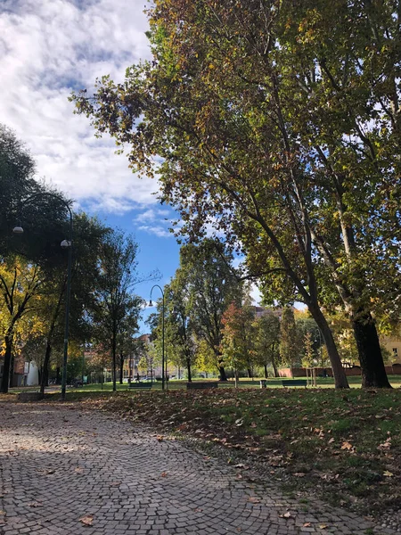 秋天的公园 有树木和树叶 — 图库照片