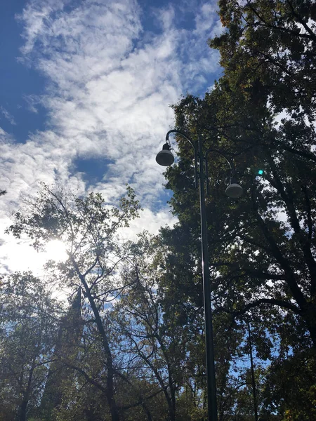 Parc Automnal Avec Arbres Feuilles — Photo