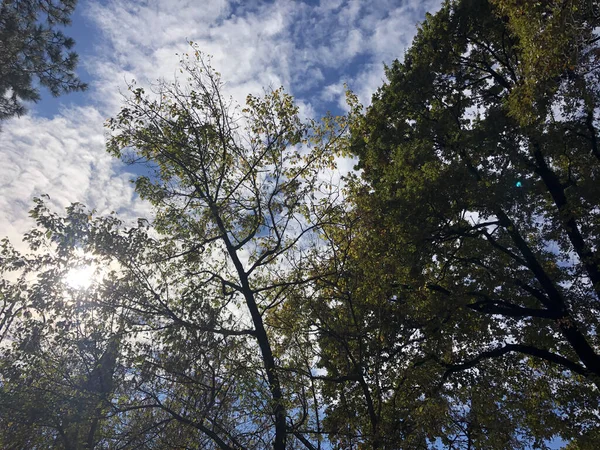 Parc Automnal Avec Arbres Feuilles — Photo