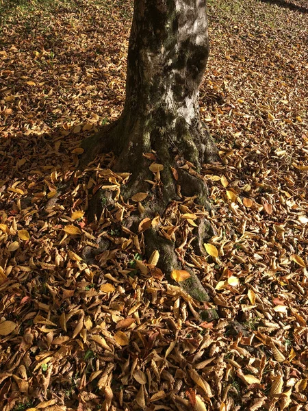 Autumnal Foliage Garden — Stock Photo, Image