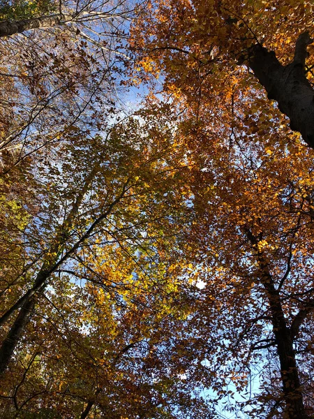 Floresta Outonal Encantada Com Folhas Árvores — Fotografia de Stock