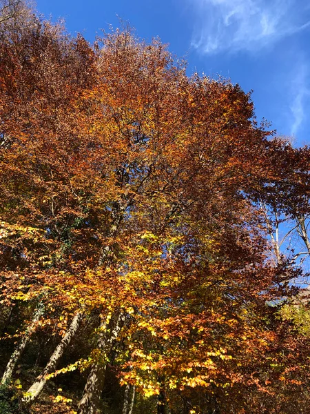 Зачарованный Осенний Лес Листьями Деревьями — стоковое фото