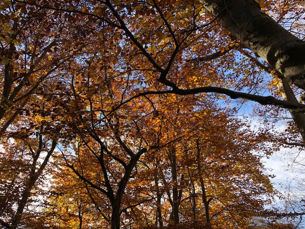 Зачарованный Осенний Лес Листьями Деревьями — стоковое фото