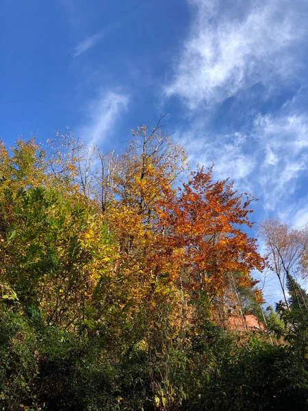 Kouzelný Podzimní Les Listy Stromy — Stock fotografie