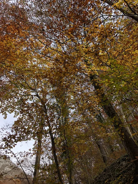 Forêt Automnale Enchantée Avec Feuilles Arbres — Photo