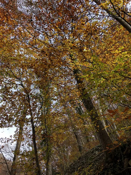 Floresta Outonal Encantada Com Folhas Árvores — Fotografia de Stock