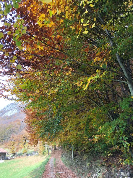 Floresta Outonal Encantada Com Folhas Árvores — Fotografia de Stock