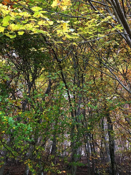 Floresta Outonal Encantada Com Folhas Árvores — Fotografia de Stock