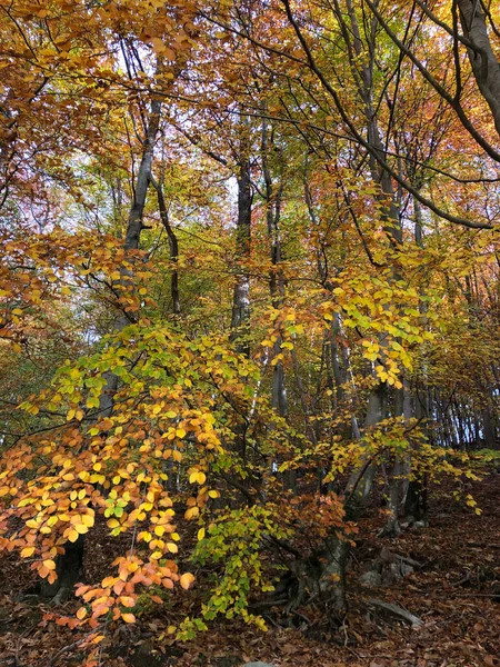 Floresta Outonal Encantada Com Folhas Árvores — Fotografia de Stock