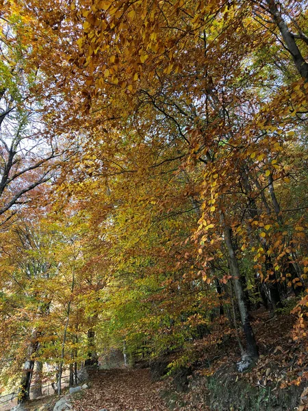 Verzauberter Herbstlicher Wald Mit Blättern Und Bäumen — Stockfoto