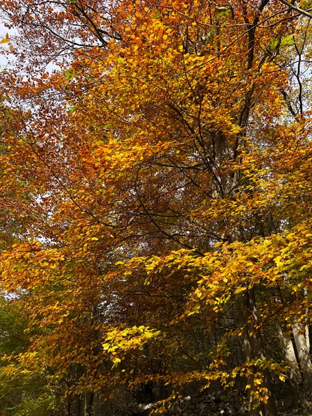 Floresta Outonal Encantada Com Folhas Árvores — Fotografia de Stock