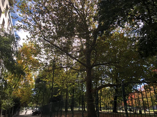 Зачарованный Осенний Лес Листьями Деревьями Лицензионные Стоковые Фото