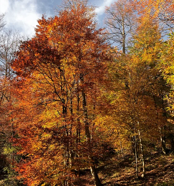Зачарованный Осенний Лес Листьями Деревьями Стоковое Фото