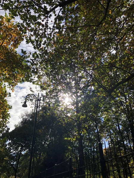 Осенний Парк Деревьями Листьями Стоковое Фото