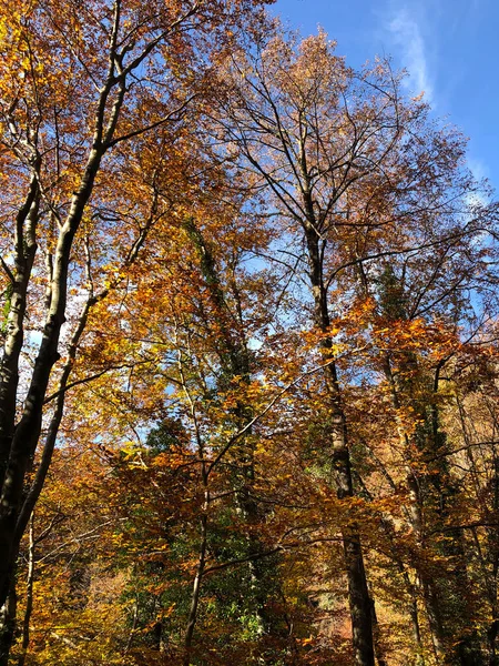 Elvarázsolt Őszi Erdő Levelekkel Fákkal Stock Fotó