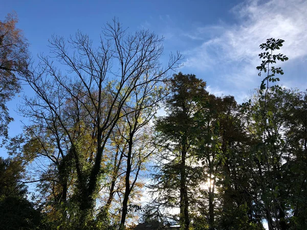 Осенний Парк Деревьями Листьями Лицензионные Стоковые Фото
