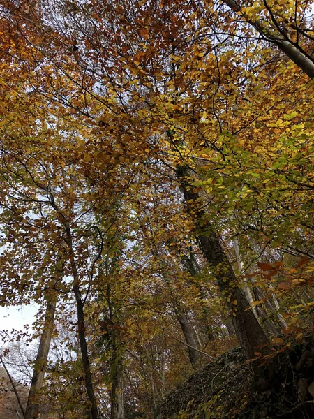 Зачарованный Осенний Лес Листьями Деревьями Стоковая Картинка