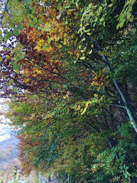 Elvarázsolt Őszi Erdő Levelekkel Fákkal Stock Kép