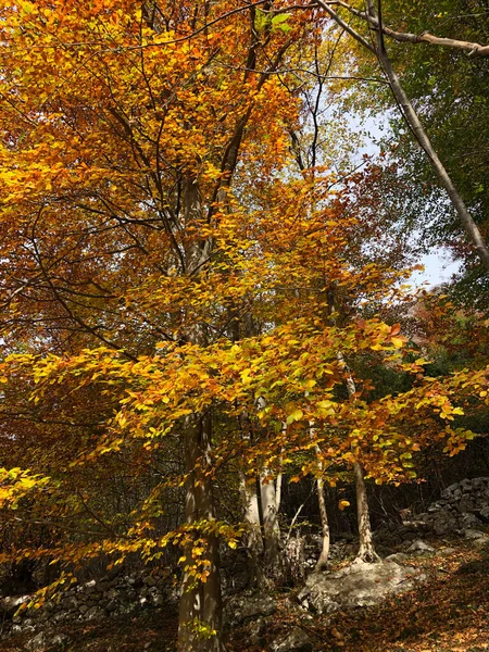 Elvarázsolt Őszi Erdő Levelekkel Fákkal Stock Kép