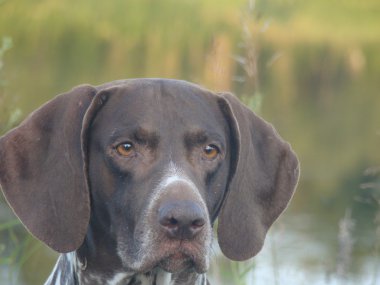 köpek Alman shorthaired ibre
