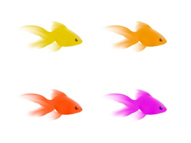 Beyaz Arkaplanda Japon Balığı