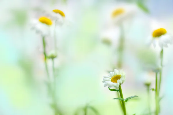 Tender blurry camomiles — Stock Photo, Image