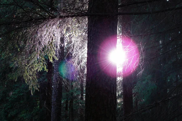 Solen genomtränger genom skogen — Stockfoto