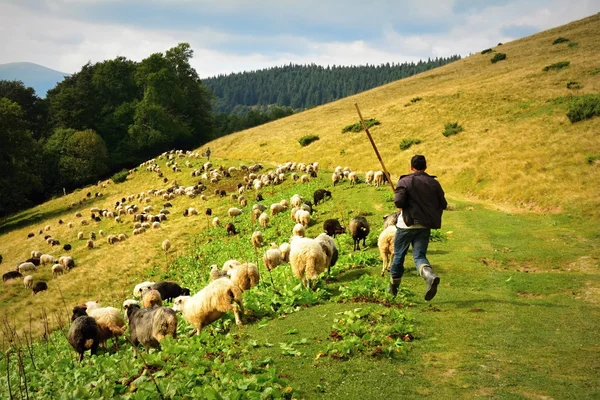 Koeien in de bergen — Stockfoto