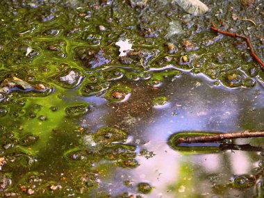 Yansıması ile birikintisi