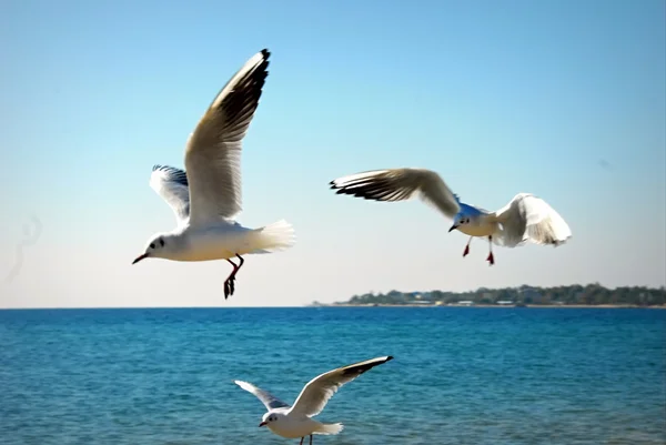 Måsar i Svarta havet — Stockfoto