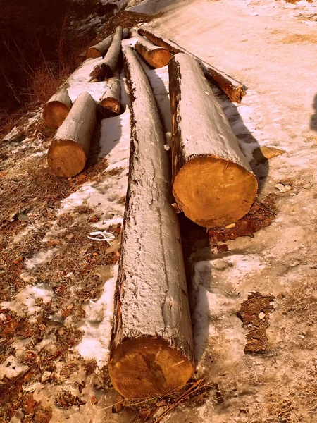 Em troncos de inverno nas montanhas — Fotografia de Stock