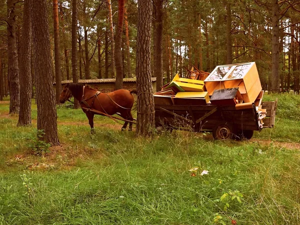 말과 마차 가구 — 스톡 사진