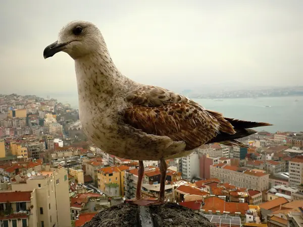 Racek na věži — Stock fotografie