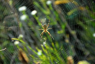 Büyük örümcek ve web