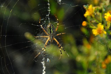 Büyük örümcek ve web