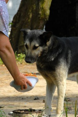 Şirin, sıradışı ve iyi bir köpek 