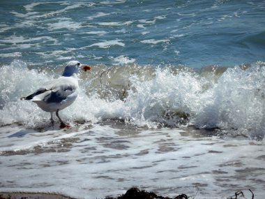 Karadeniz üzerinde martı