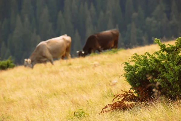Cow in the mountains — Stock Photo, Image