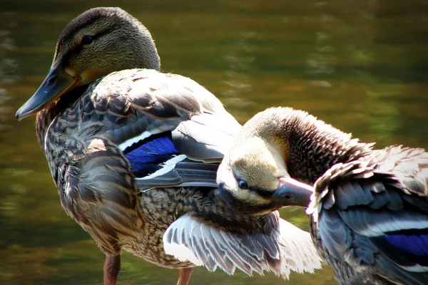 Goede eend in het dorp — Stockfoto