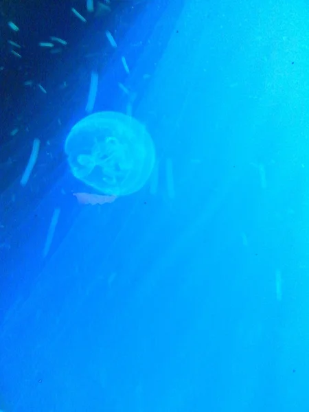 Dangerous jellyfish in the Oceanarium — Stock Photo, Image