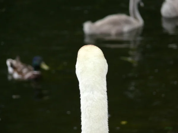 Goede eend in het dorp — Stockfoto